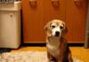 Nice catch, doggeh!