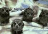 So I heard you like owls...