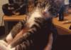 Oh stop you human, i'm shy