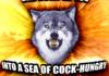 wolf