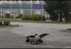 crazy ducks