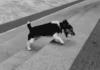 Forever Alone Dog