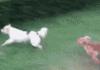 Dogs