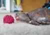 this turtle