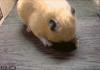 Hamster Hole