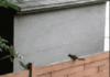 SQUIRREL!