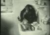 monkey washing a cat