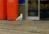 Clepto Bird