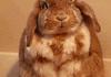 SNEEZY RABBIT