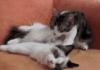 Cat Massage And Night Kiss