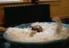 POOL PARTY