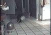 Cat and water balloon