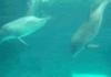 Dolphin Used Water Pulse!