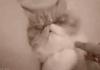 Cute Kitty