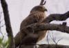 Dramatic Eagle