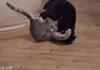 The Epic Battle