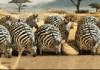 meanwhile, in africa