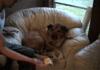 Cheese Slapping the Dog Gif