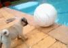Puppy Fail
