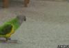 Play Dead Polly