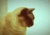Just a cat, no big deal