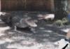 Alligator Vs Melon