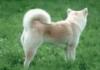 Quick brown fox jumps over the lazy dog