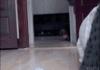 Ninja dog