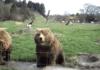 Oh, hey there, Mr. Bear....