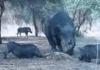 Rhino vs Warthog