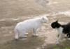 Cat Standoff
