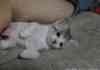 Kitten Falling Asleep