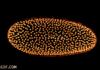 Microscopic lifeform