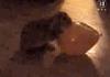 Bunny Oops