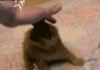 Ninja Kitteh