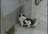 Ninja Dog