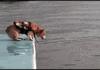 Corgi jumping