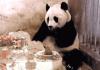 Lol panda check