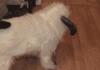Wampa Pup