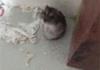 Shooting a hamster