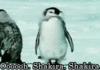 Epic Penguin Is Epic