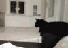 Ghetto cat