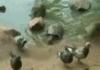 Holy fuck turtle
