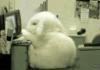 The cutest thing I've ever seen.