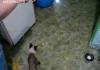 Spidercat!