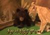 Baby Bear's late reaction
