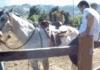 imonahorse