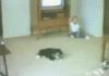 cat gets run over by a truck