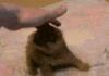 Rolling Kitten