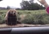 Hello Mr. Bear